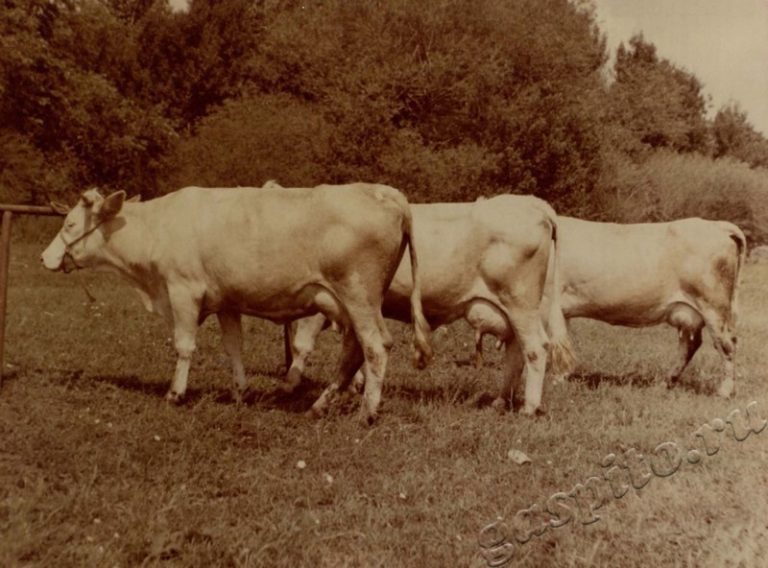 Подробнее о статье Ед.хр. 38, Ед.уч.14.