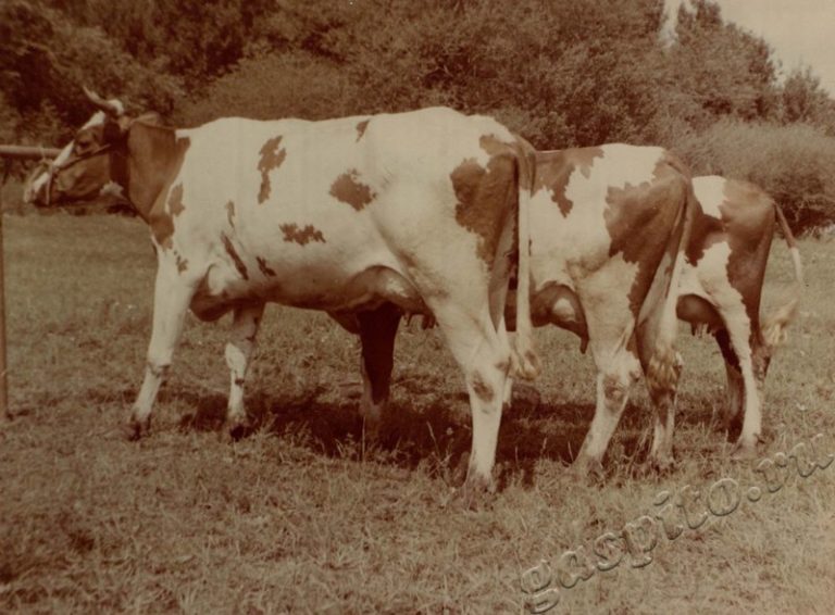 Подробнее о статье Ед.хр. 38, Ед.уч.15.