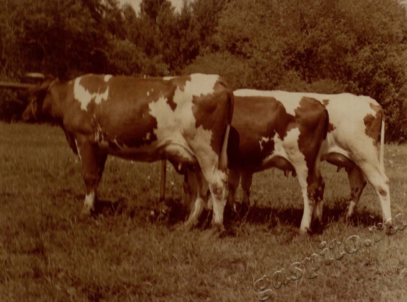 Подробнее о статье Ед.хр. 38, Ед.уч.20.