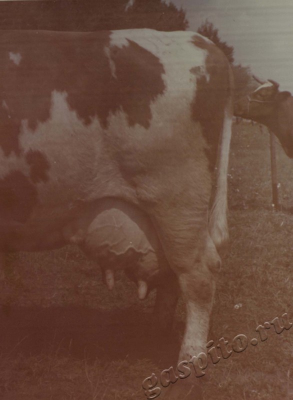 Подробнее о статье Ед.хр. 38, Ед.уч.32.