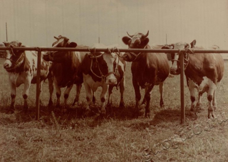 Подробнее о статье Ед.хр. 38, Ед.уч.33.