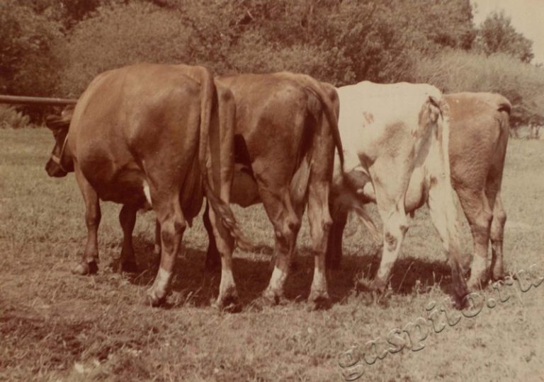 Подробнее о статье Ед.хр. 38, Ед.уч.35.