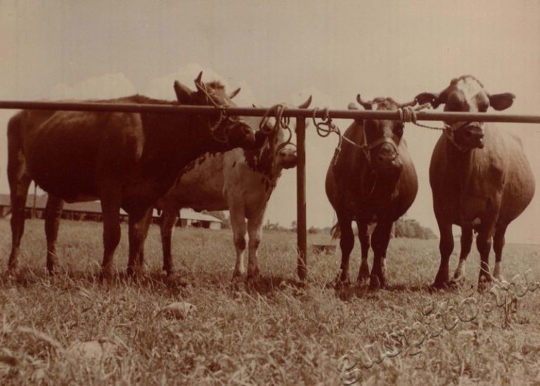 Подробнее о статье Ед.хр. 38, Ед.уч.36.