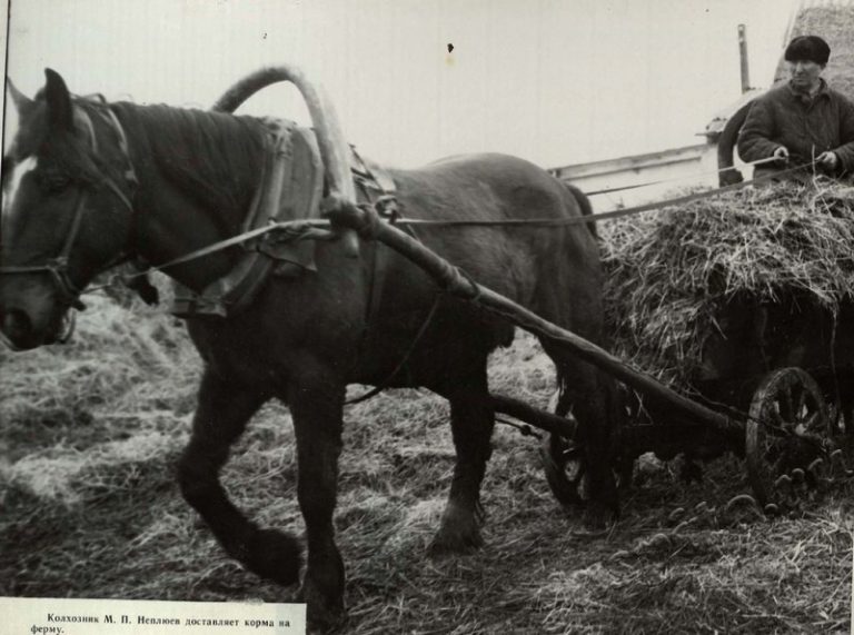 Подробнее о статье Ед.хр. 39, Ед.уч.67.
