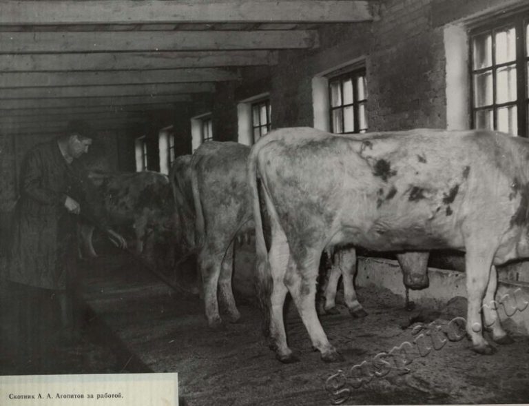 Подробнее о статье Ед.хр. 39, Ед.уч.85.