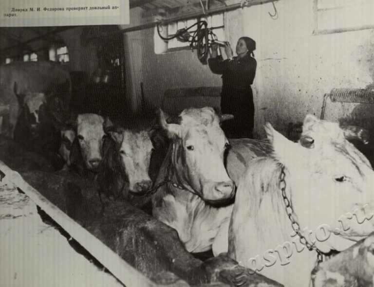 Подробнее о статье Ед.хр. 39, Ед.уч.87.