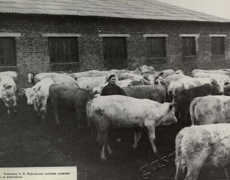 Подробнее о статье Ед.хр. 39, Ед.уч.97