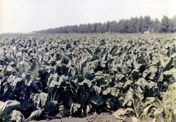 Подробнее о статье Ед.хр. 445